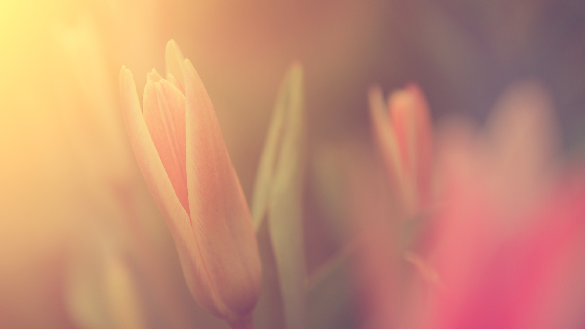Flower in sunlight
